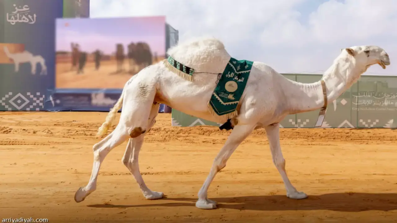 النهدي يحقق إنجازاً تاريخياً بحصد 5 مراكز متتالية في مهرجان الملك عبد العزيز للإبل